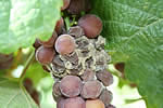 botrytis cinerea