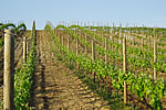 Vineyard (Obere Pohnpühl)