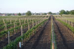 Vineyard (Pötschenäcker)